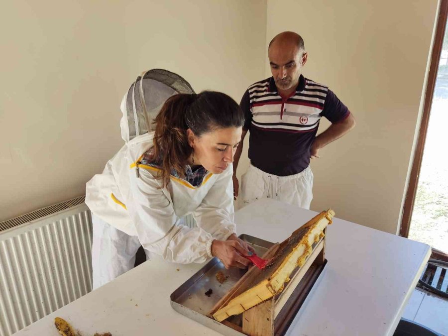 Ziraat Öğrencilerinin Uygulamalı Eğitim Aldığı Kovanlarda Verim Bu Yıl 300 Kiloyu Aşacak