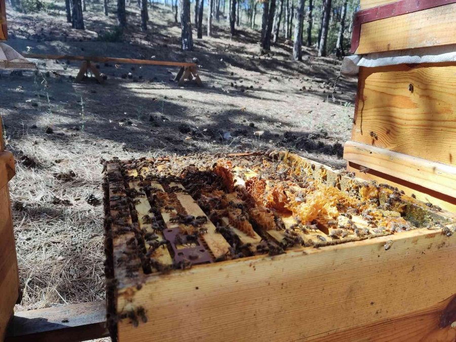 Ziraat Öğrencilerinin Uygulamalı Eğitim Aldığı Kovanlarda Verim Bu Yıl 300 Kiloyu Aşacak