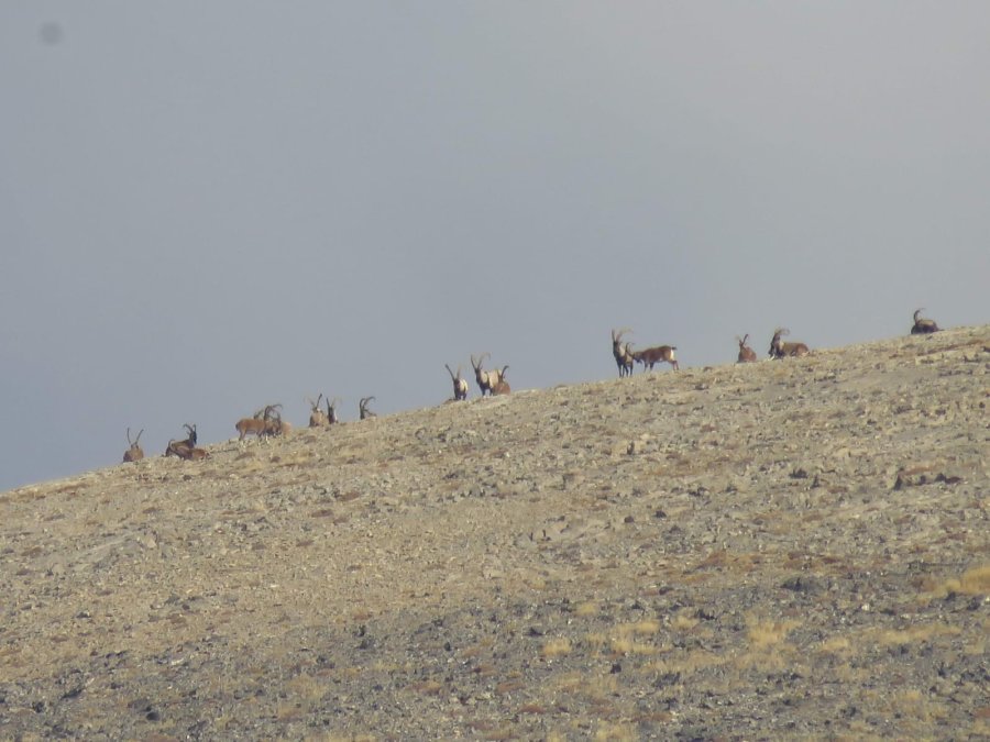Aladağlar’da Vaşak Görüntülendi