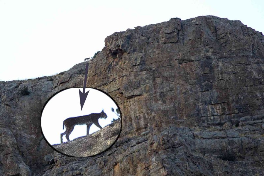 Aladağlar’da Vaşak Görüntülendi