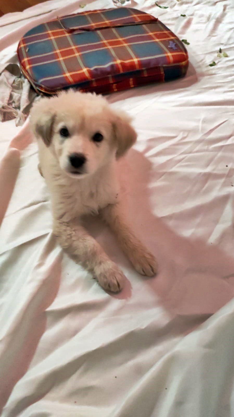 Yavruyken Aldığı Can Dostu Gözlerinin Önünde Otomobilin Altında Kaldı, Gözyaşlarına Boğuldu