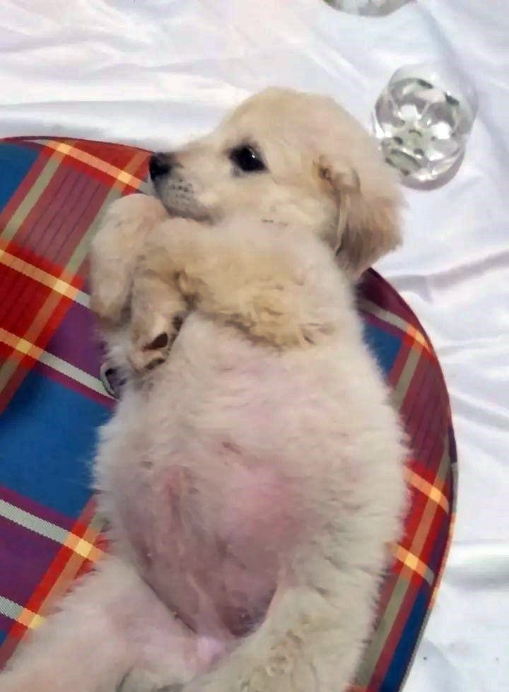 Yavruyken Aldığı Can Dostu Gözlerinin Önünde Otomobilin Altında Kaldı, Gözyaşlarına Boğuldu