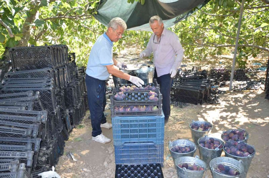 Antalya’da 800 Rakımlı Köyde İncir Hasadı Başladı