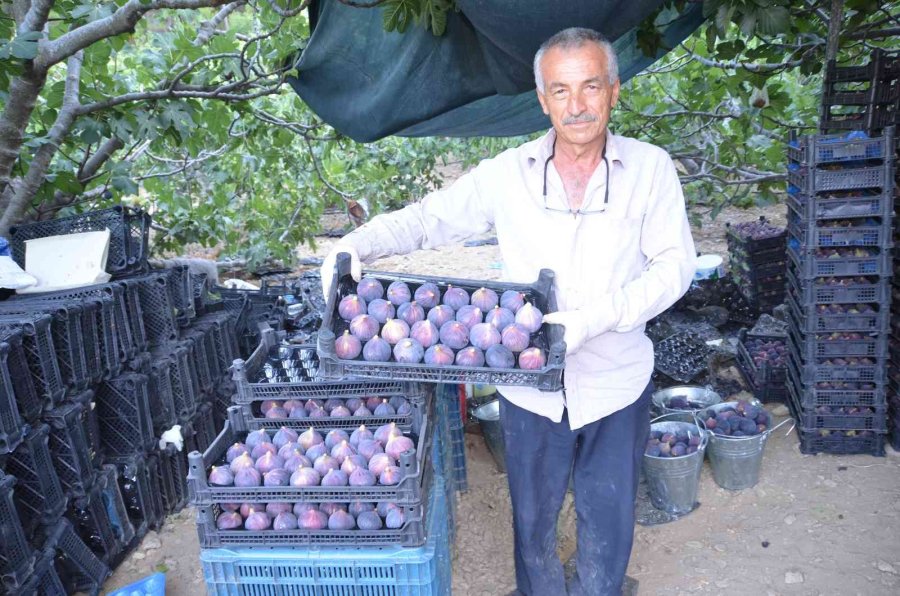 Antalya’da 800 Rakımlı Köyde İncir Hasadı Başladı