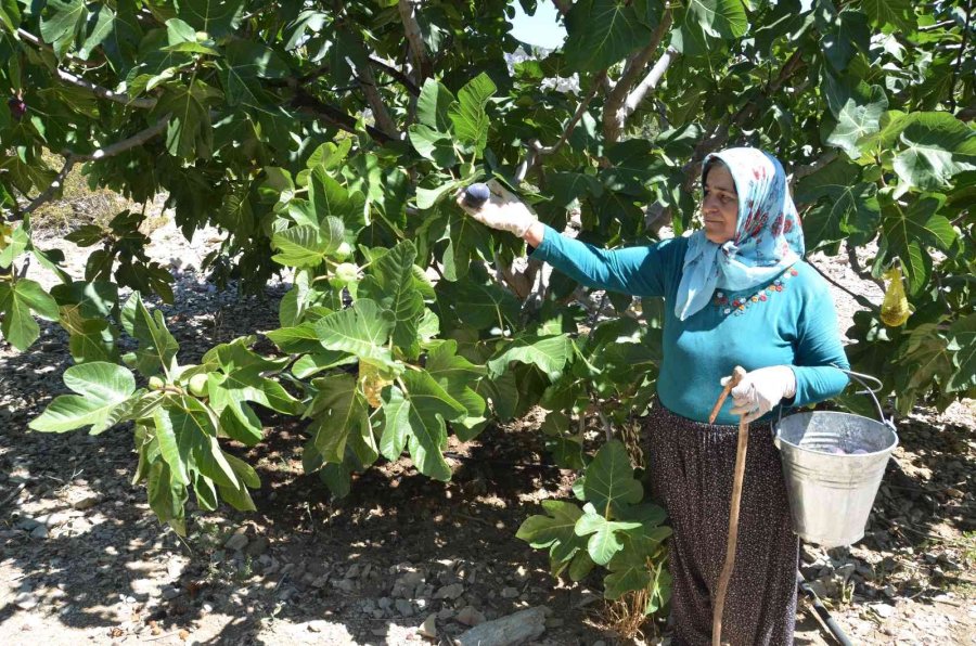 Antalya’da 800 Rakımlı Köyde İncir Hasadı Başladı