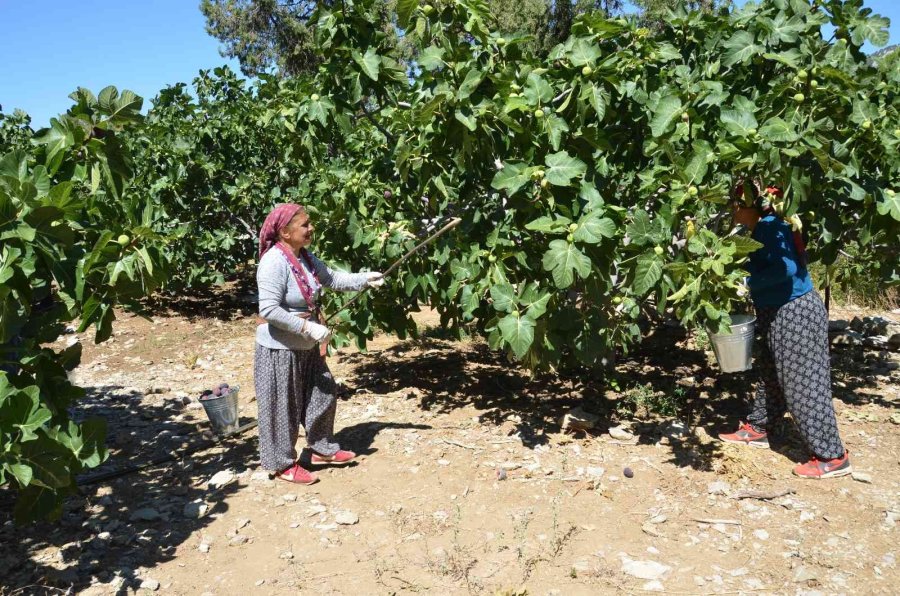 Antalya’da 800 Rakımlı Köyde İncir Hasadı Başladı