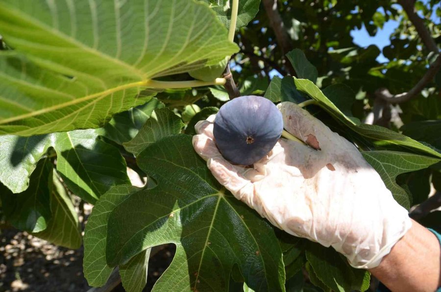 Antalya’da 800 Rakımlı Köyde İncir Hasadı Başladı