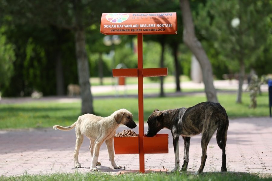 Kocasinan’da Bayat Ekmekler, Sokak Hayvanlarına Mama Oluyor