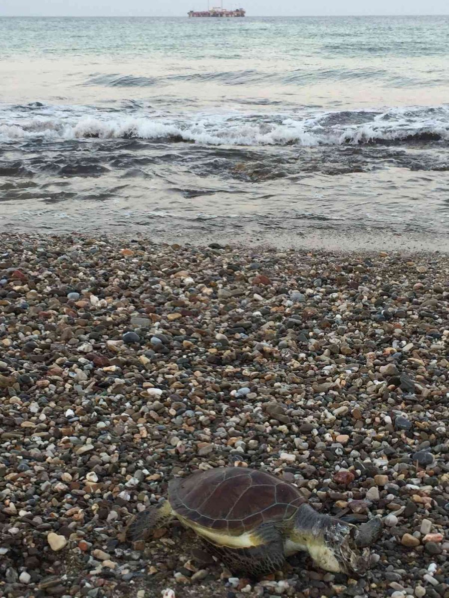 Alanya Sahilinde Ölü Caretta Caretta Bulundu