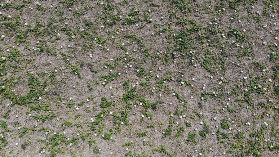 Kızılinler’in Bal Kabağı Türkiye’nin Farklı Yörelerindeki Sofraları Süslüyor