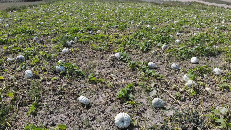 Kızılinler’in Bal Kabağı Türkiye’nin Farklı Yörelerindeki Sofraları Süslüyor