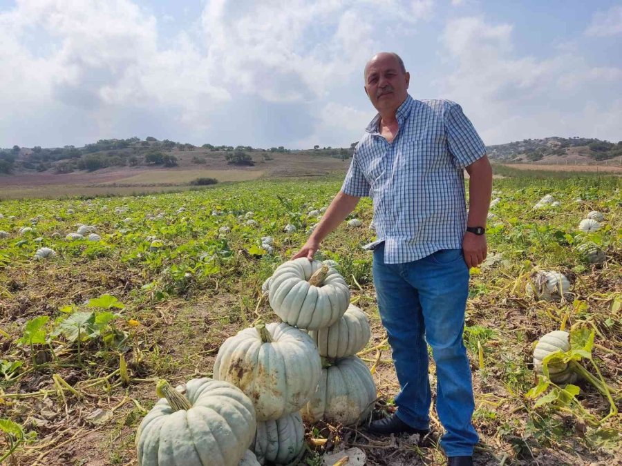 Kızılinler’in Bal Kabağı Türkiye’nin Farklı Yörelerindeki Sofraları Süslüyor
