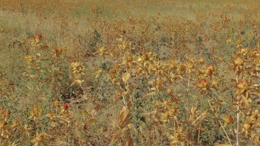 Okuldaki Bilginin Tarlada Hasadı Yapıldı