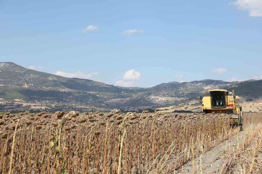 Burdur Valisi Arslantaş Takep Çerçevesinde Ayçiçeği Hasatını Başlattı