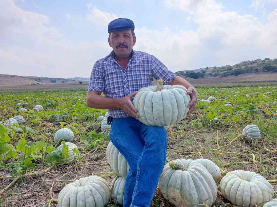 Kızılinler’in Bal Kabağı Türkiye’nin Farklı Yörelerindeki Sofraları Süslüyor