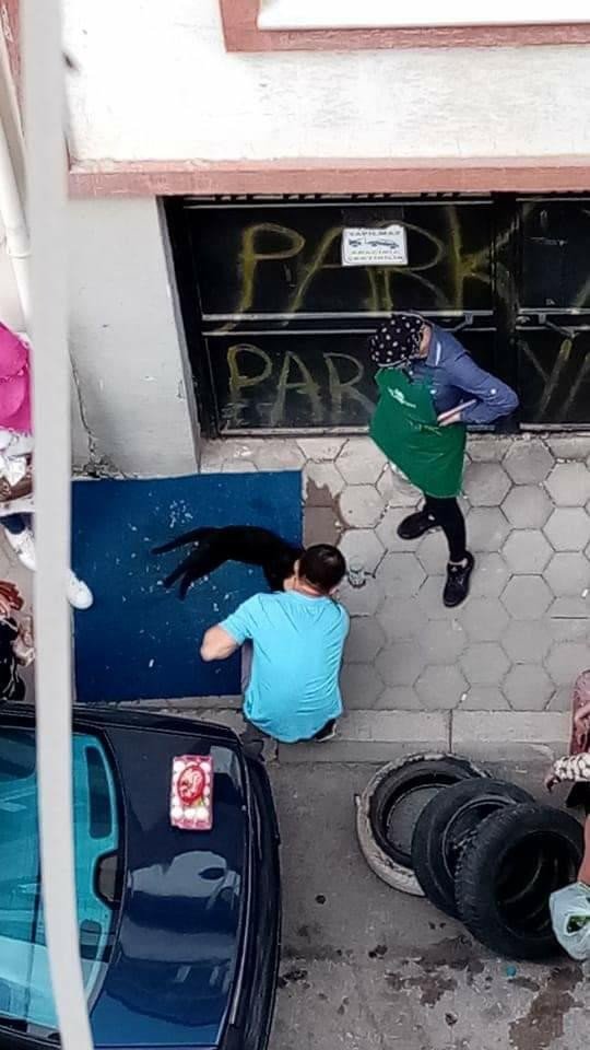 Yaşadığı Evin Penceresine Sıkışan Kedi Hayatını Kaybetti