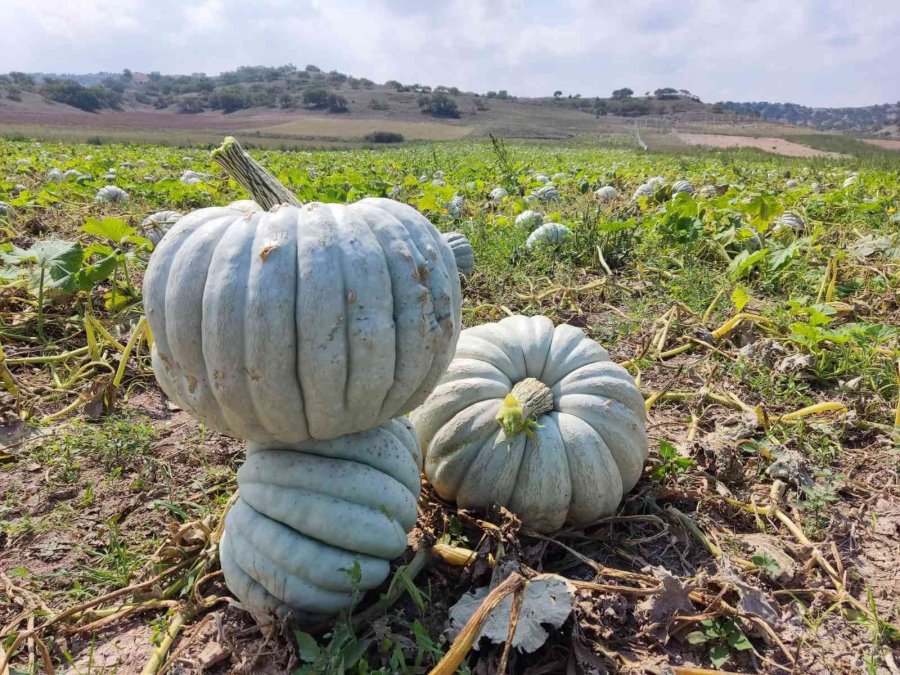 Kızılinler’in Bal Kabağı Türkiye’nin Farklı Yörelerindeki Sofraları Süslüyor