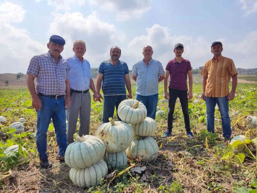 Kızılinler’in Bal Kabağı Türkiye’nin Farklı Yörelerindeki Sofraları Süslüyor