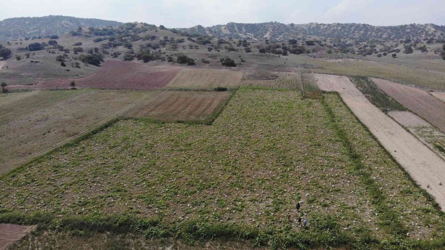 Kızılinler’in Bal Kabağı Türkiye’nin Farklı Yörelerindeki Sofraları Süslüyor