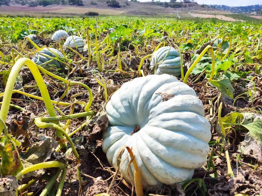 Kızılinler’in Bal Kabağı Türkiye’nin Farklı Yörelerindeki Sofraları Süslüyor