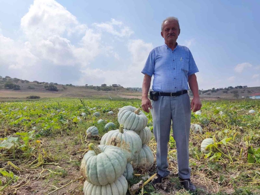 Kızılinler’in Bal Kabağı Türkiye’nin Farklı Yörelerindeki Sofraları Süslüyor
