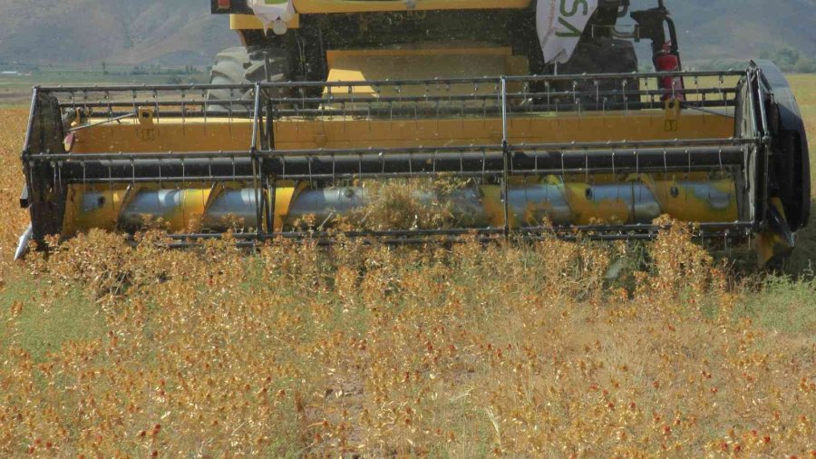 Okuldaki Bilginin Tarlada Hasadı Yapıldı