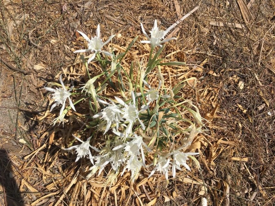 Kum Zambağını Koparana 220 Bin Tl’ye Varan Ceza Uyarısı