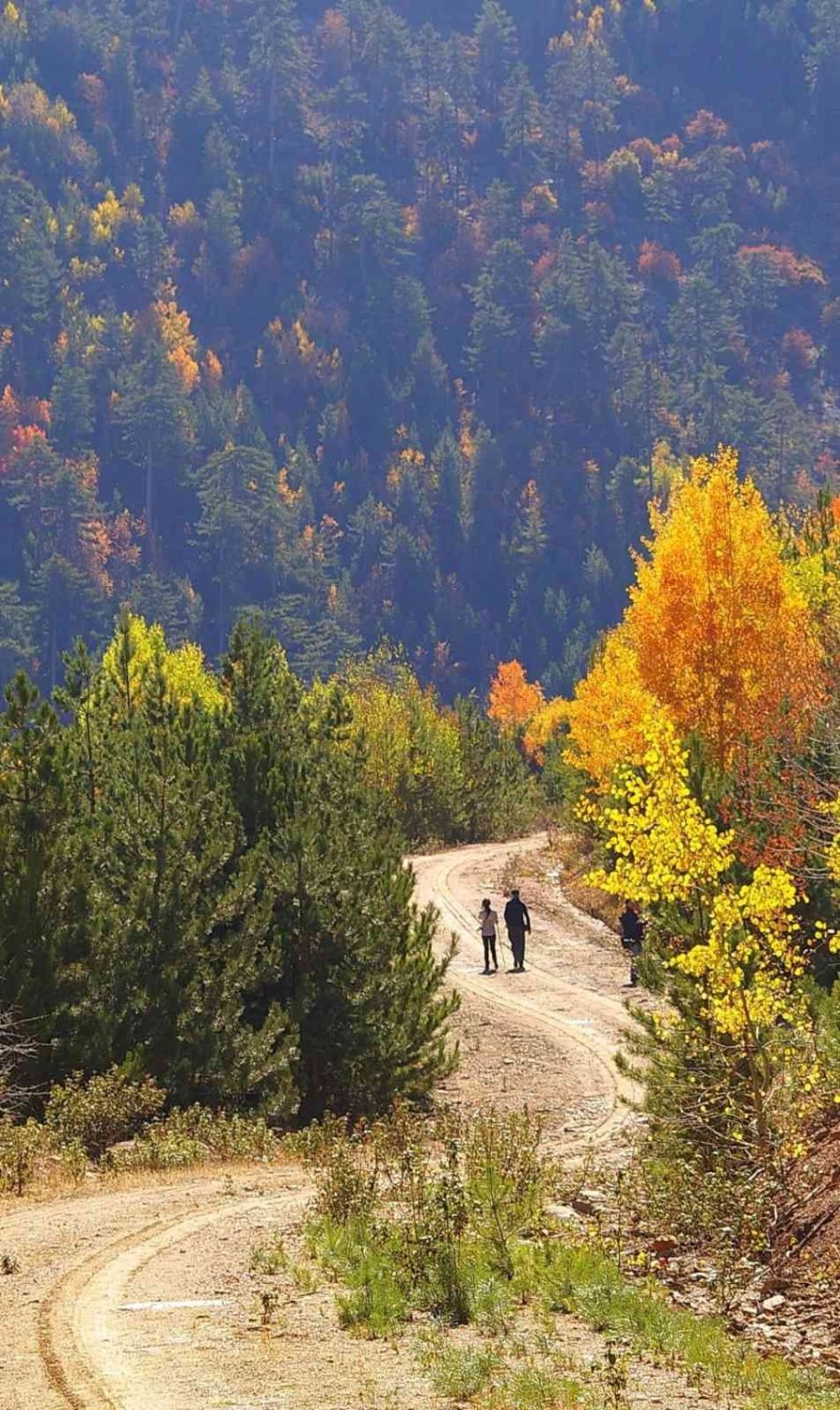Ormanlara Giriş Yasağı Yarın Kalkıyor