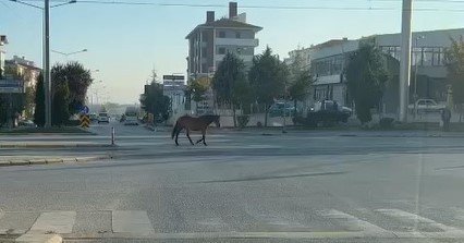 Caddede Gezen Başıboş At Tehlike Oluşturdu