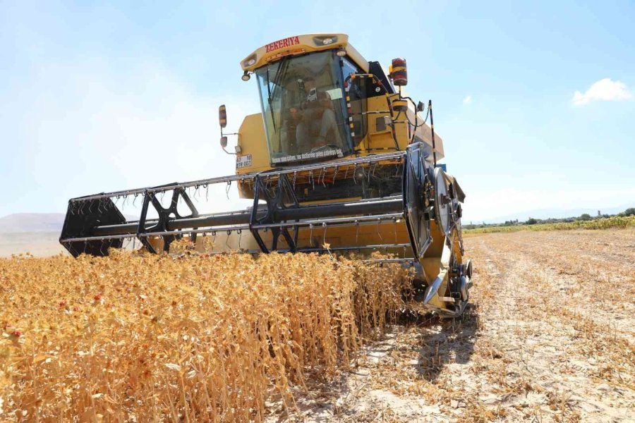 Başkan Dr. Palancıoğlu: “bölge Tarımına Destek; Aspir Tohumları Hasat Edilmeye Başlandı”