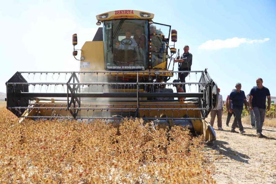 Başkan Dr. Palancıoğlu: “bölge Tarımına Destek; Aspir Tohumları Hasat Edilmeye Başlandı”