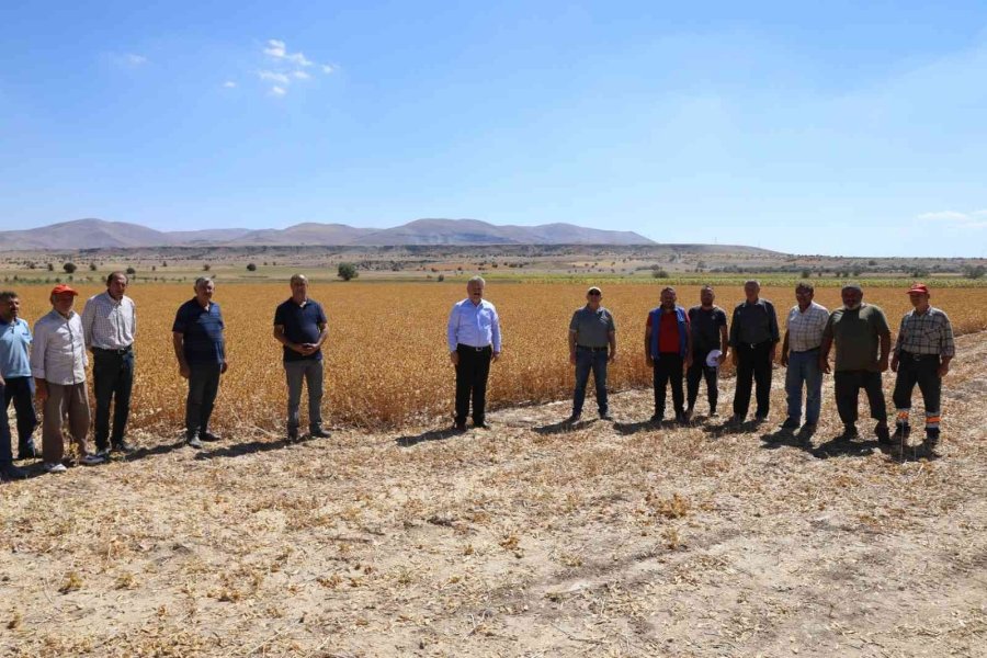 Başkan Dr. Palancıoğlu: “bölge Tarımına Destek; Aspir Tohumları Hasat Edilmeye Başlandı”