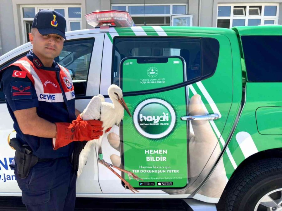 Polonya’da Gps Cihazı Takılan Leylek Aksaray’da Bitkin Halde Bulundu