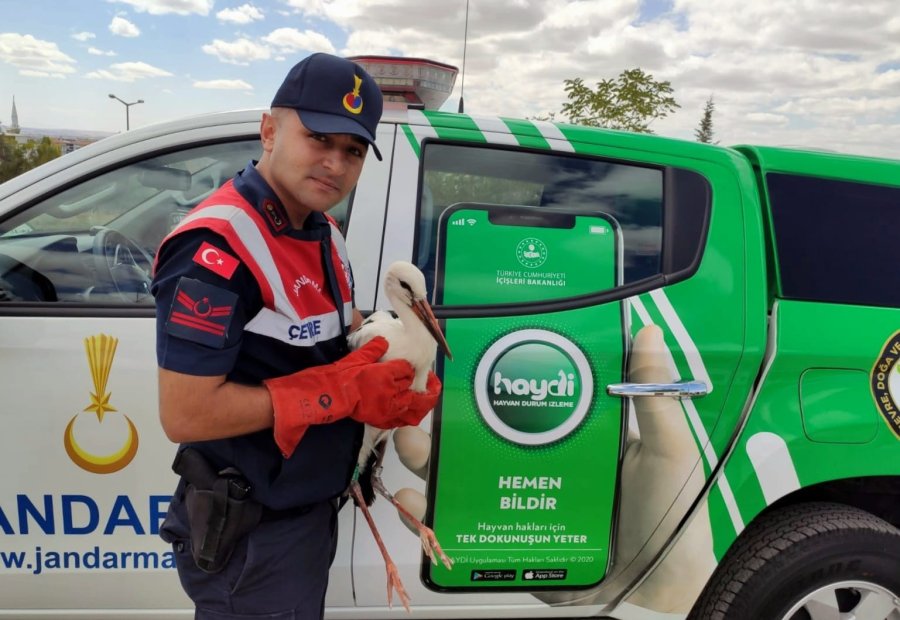 Polonya’da Gps Cihazı Takılan Leylek Aksaray’da Bitkin Halde Bulundu