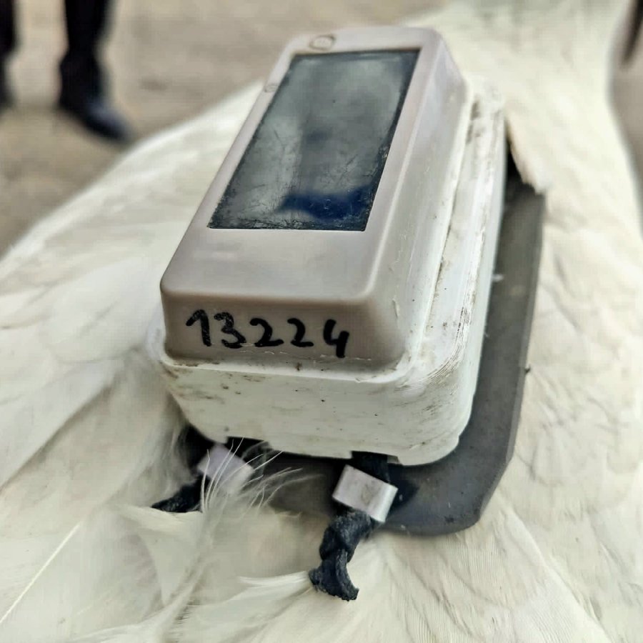 Polonya’da Gps Cihazı Takılan Leylek Aksaray’da Bitkin Halde Bulundu