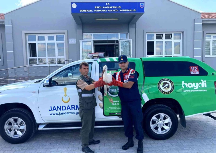 Polonya’da Gps Cihazı Takılan Leylek Aksaray’da Bitkin Halde Bulundu