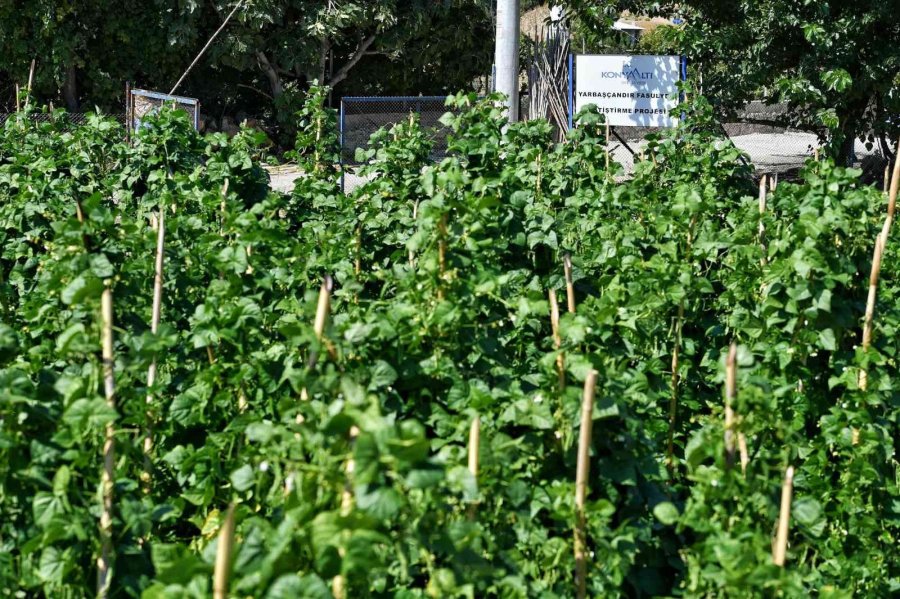 5 Bin Metrekarelik Alana Ekimi Yapılan Çandır Fasulyesinde Hasat İçin Gün Sayılıyor