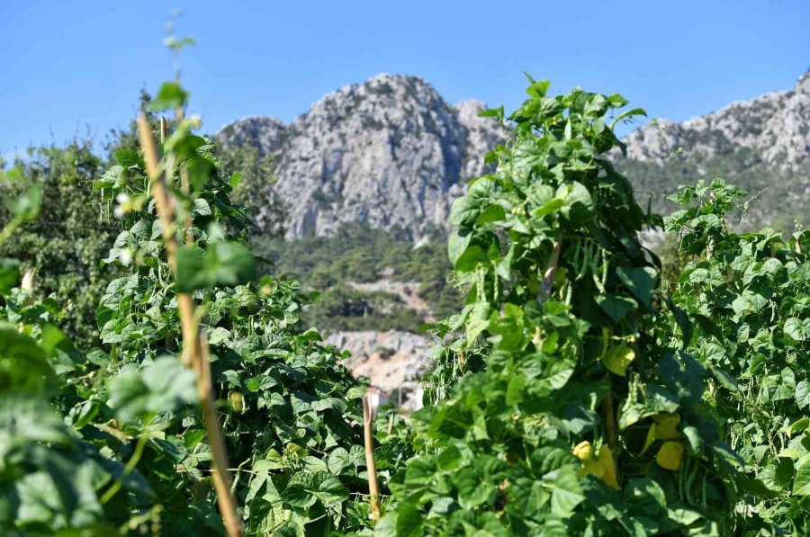 5 Bin Metrekarelik Alana Ekimi Yapılan Çandır Fasulyesinde Hasat İçin Gün Sayılıyor
