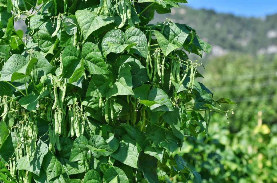 5 Bin Metrekarelik Alana Ekimi Yapılan Çandır Fasulyesinde Hasat İçin Gün Sayılıyor