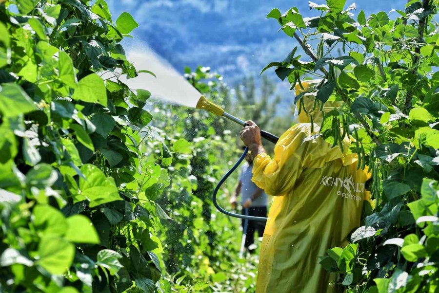 5 Bin Metrekarelik Alana Ekimi Yapılan Çandır Fasulyesinde Hasat İçin Gün Sayılıyor