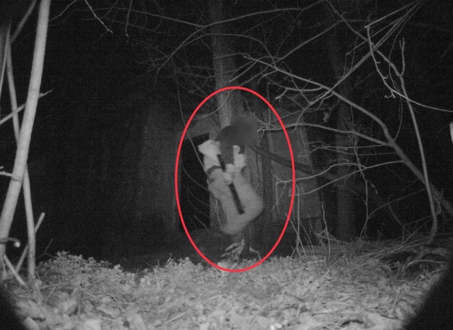 Foto Kapanlara Yaban Hayatı Değil, Hırsızlar Yakalandı