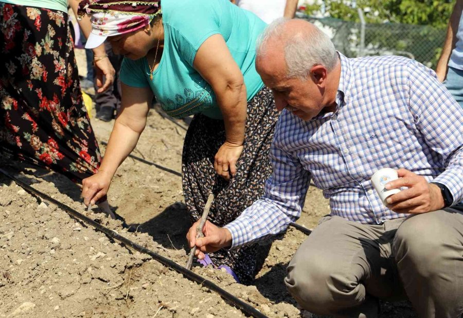 Şifalı Bitki Olarak Bilinen ’şevketi Bostan’ Tohumları Akdeniz’de Toprakla Buluştu