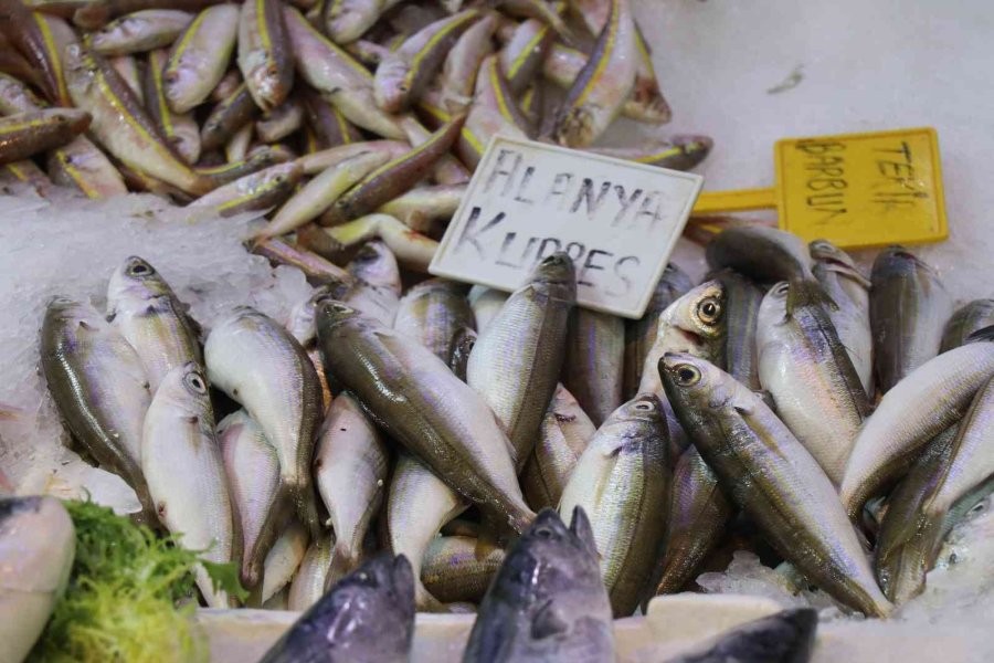 Antalya’da Av Sezonun Açılmasıyla Balıklar Tezgahlardaki Yerini Aldı