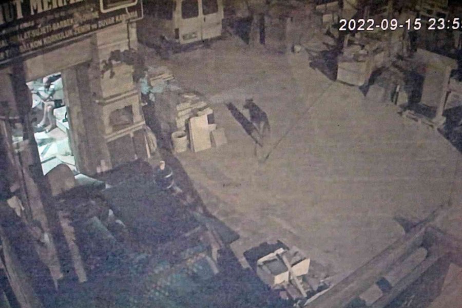 Antalya’da Akıl Almaz Olay, Tartıştığı Arkadaşına Sinirlenip Aynı İsmi Taşıyan Köpeği Vurdu