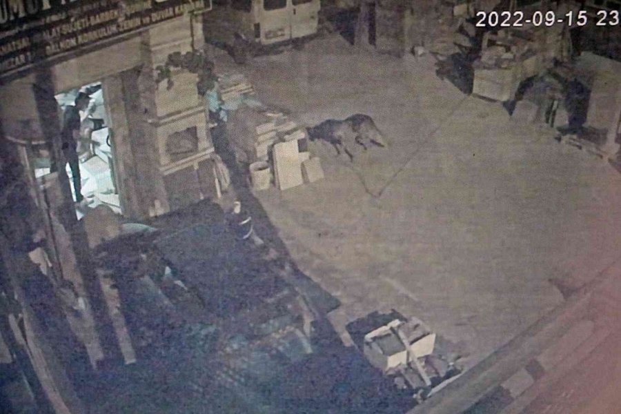 Antalya’da Akıl Almaz Olay, Tartıştığı Arkadaşına Sinirlenip Aynı İsmi Taşıyan Köpeği Vurdu