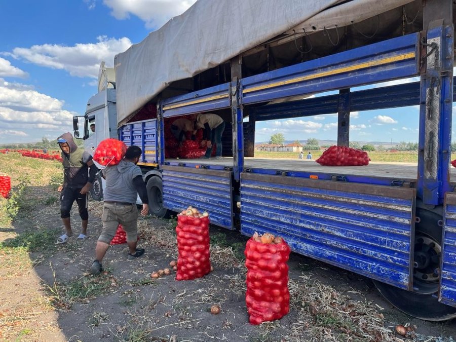 Hasadı Yapılan Soğan Bu Yıl Üreticinin Yüzünü Güldürdü
