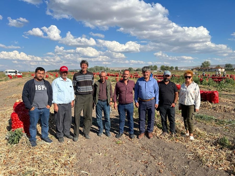Hasadı Yapılan Soğan Bu Yıl Üreticinin Yüzünü Güldürdü