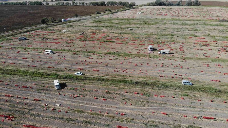 Hasadı Yapılan Soğan Bu Yıl Üreticinin Yüzünü Güldürdü
