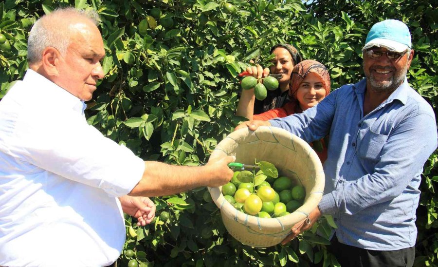 Limonun Başkentinde Hasat Zamanı