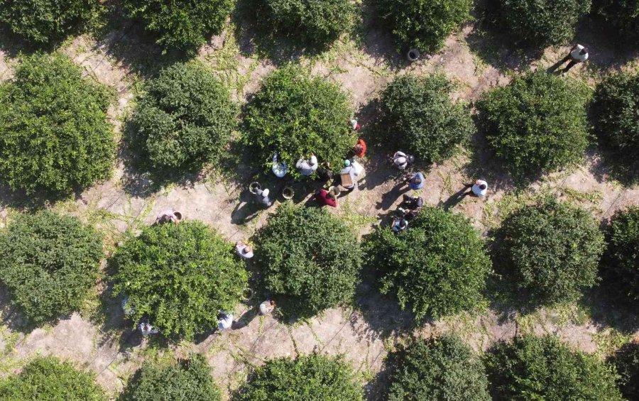 Limonun Başkentinde Hasat Zamanı